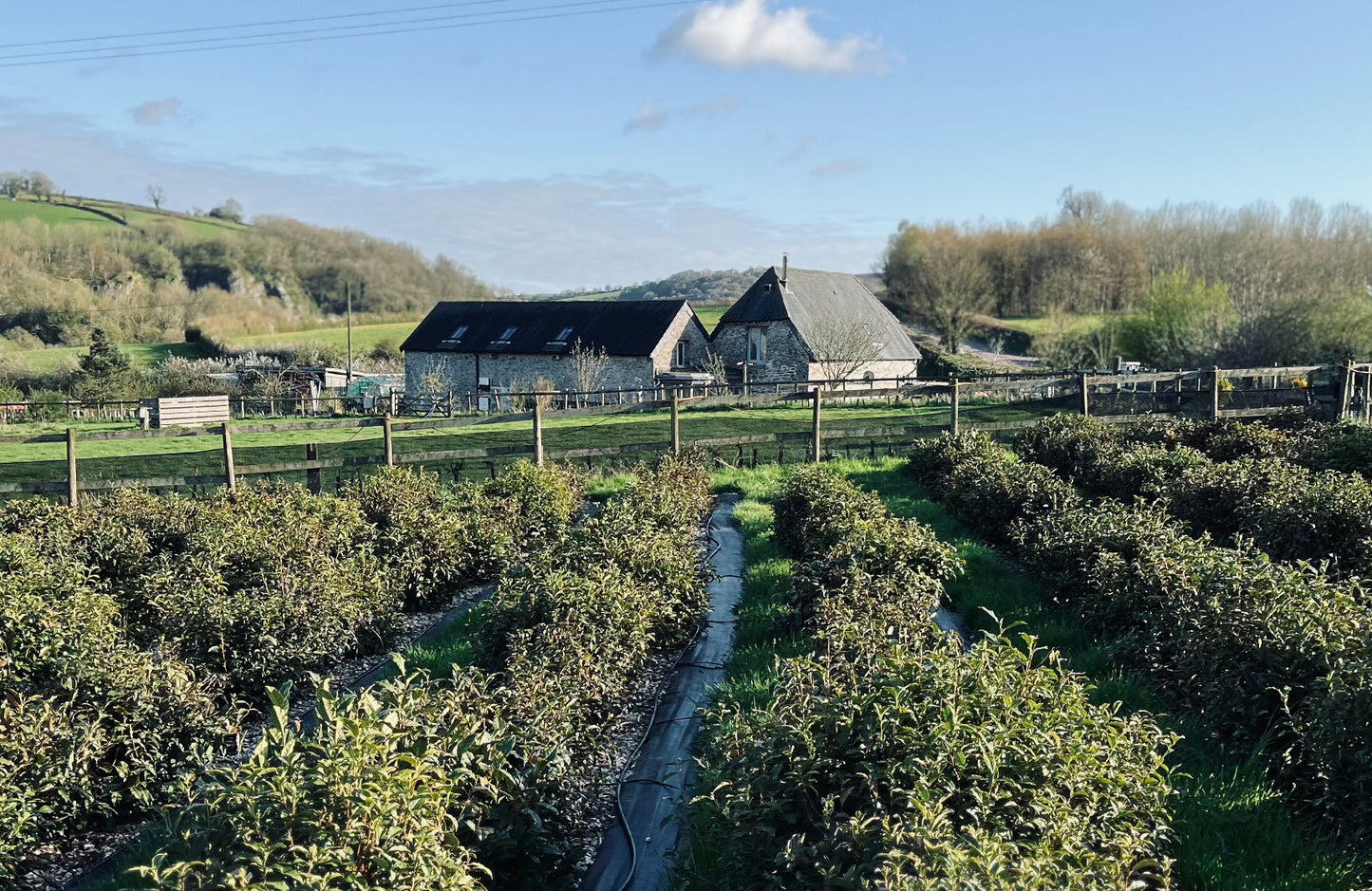 Dartmoor First Flush 2024 Single Origin Tea Taster, Green & Black ~ Dartmoor Estate Tea 🇬🇧
