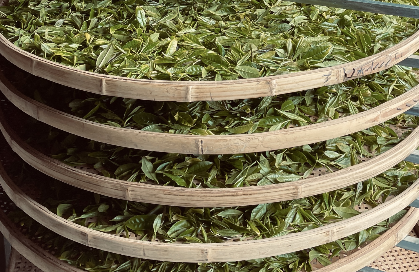 Dartmoor First Flush 2024 Single Origin Tea Taster, Green & Black ~ Dartmoor Estate Tea 🇬🇧