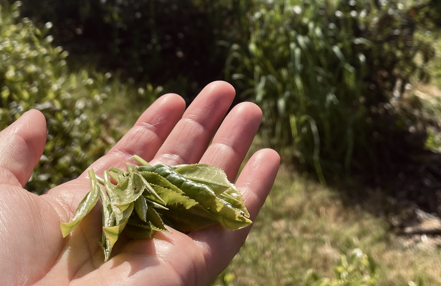 Dartmoor First Flush 2024 Single Origin Tea Taster, Green & Black ~ Dartmoor Estate Tea 🇬🇧