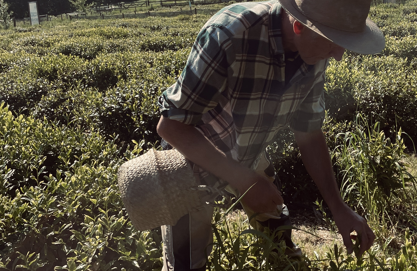 Dartmoor First Flush 2024 Single Origin Tea Taster, Green & Black ~ Dartmoor Estate Tea 🇬🇧