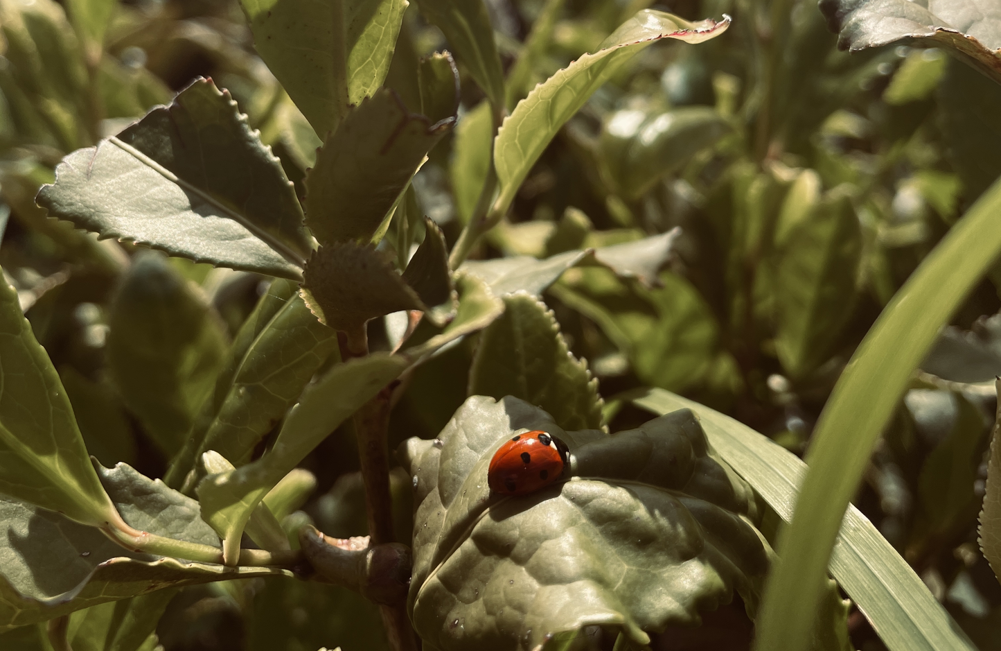 Dartmoor First Flush 2024 Single Origin Tea Taster, Green & Black ~ Dartmoor Estate Tea 🇬🇧