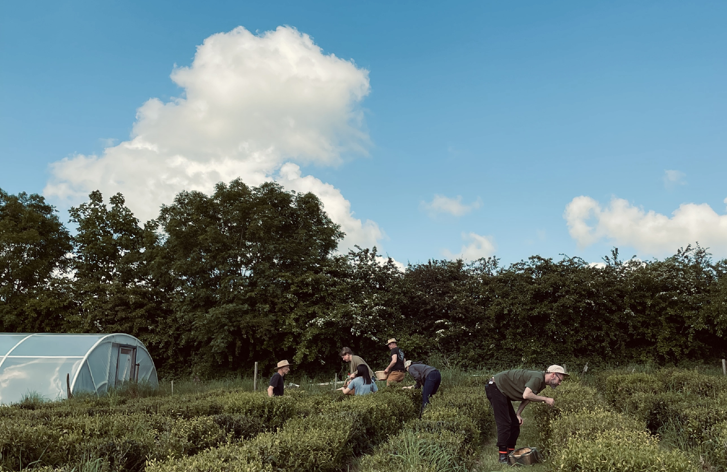 Dartmoor First Flush 2024 Single Origin Tea Taster, Green & Black ~ Dartmoor Estate Tea 🇬🇧