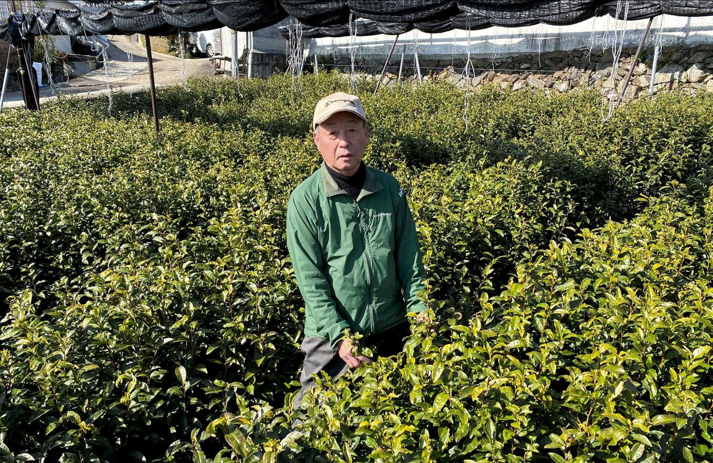 Genmaicha Iri Matcha 2025 🇯🇵