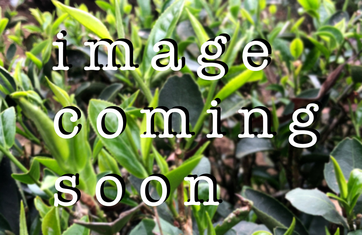 Classic Tea Strainer