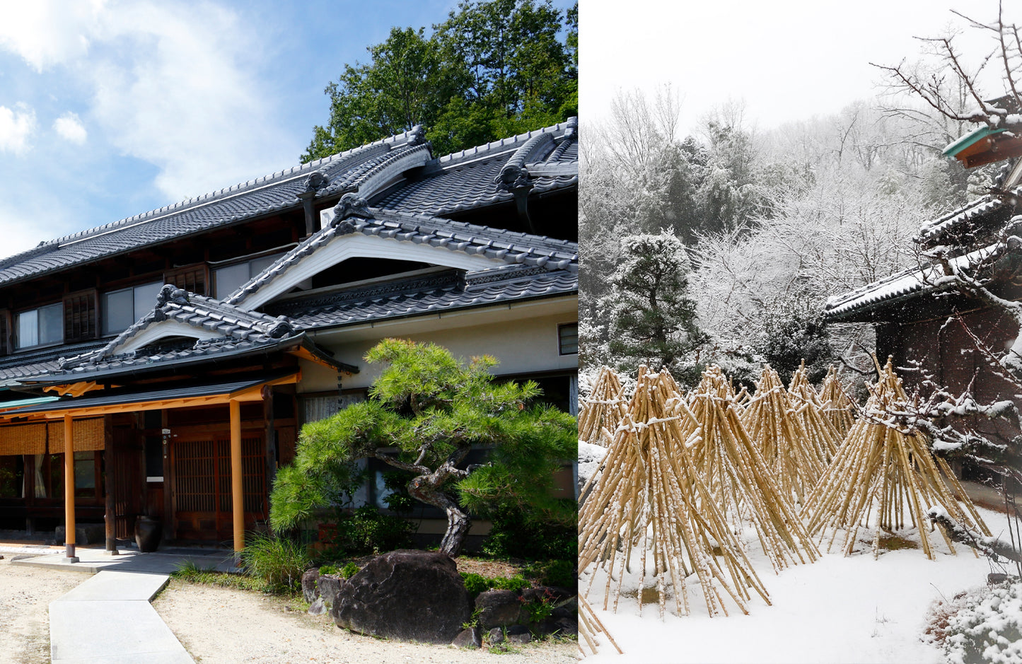 Rainbow Takayama Chasen, Matcha Whisk by Suikaen | Yasaburo Tanimura