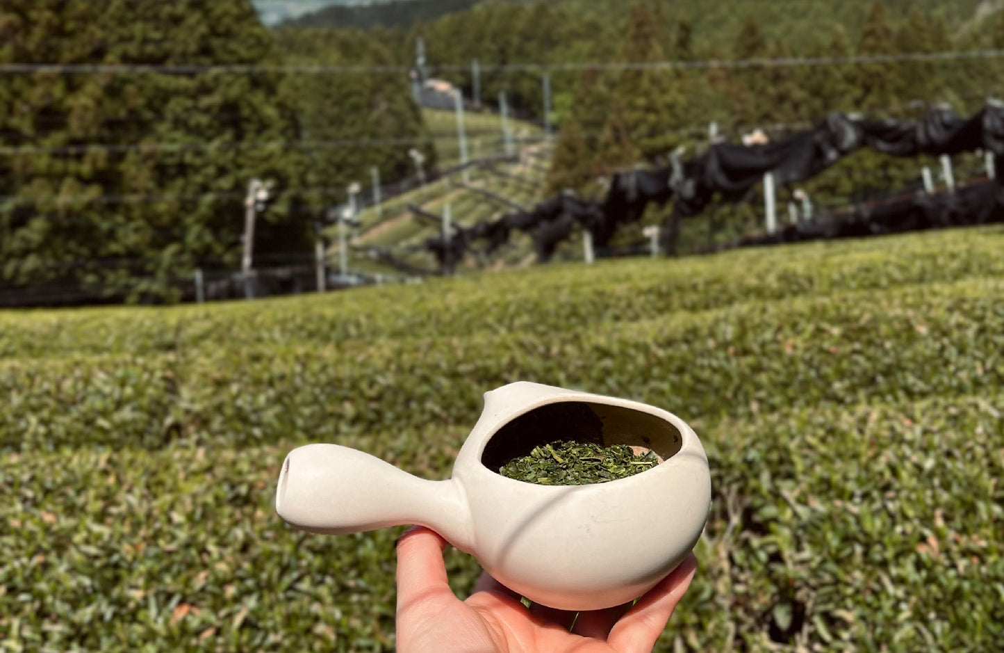 Adventures in Japan ~ Leaf Tea Tasting Selection