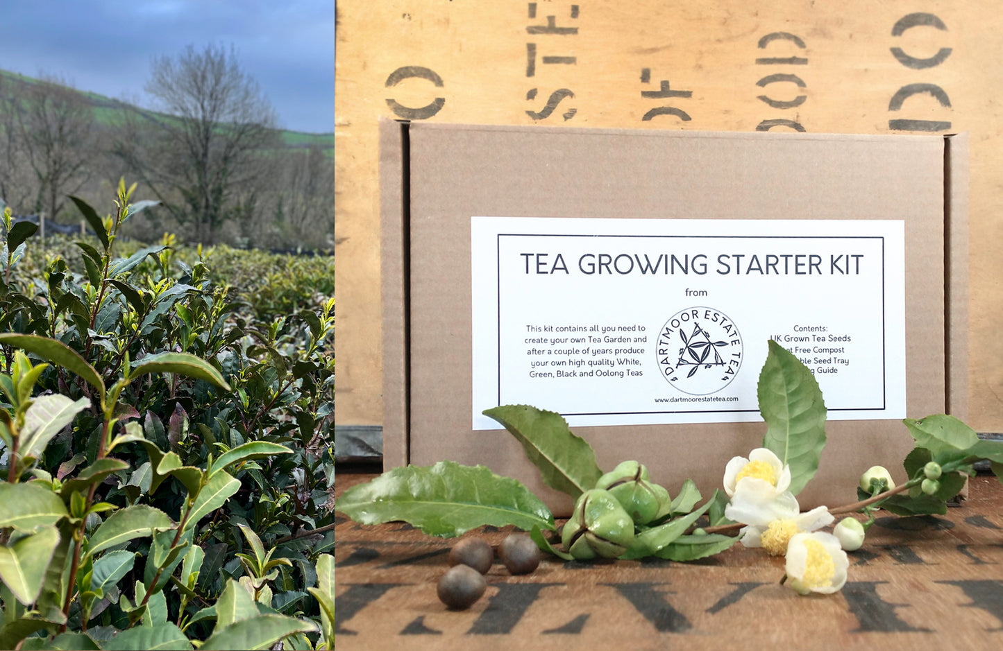 Tea Growing Starter Kit by Dartmoor Estate Tea