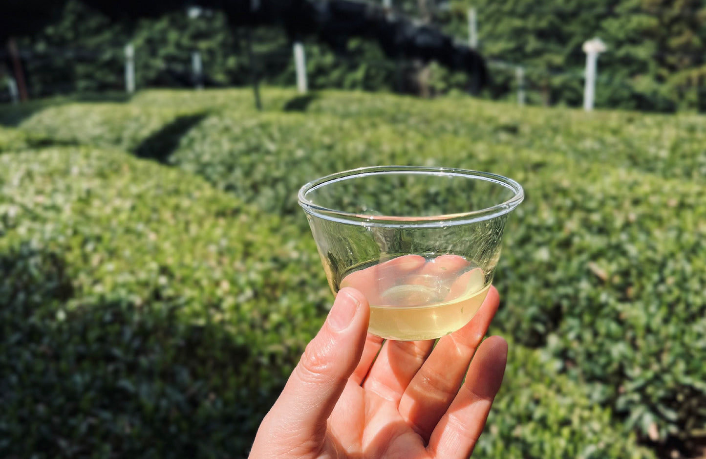 Adventures in Japan ~ Leaf Tea Tasting Selection